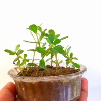 Hybrid Plant